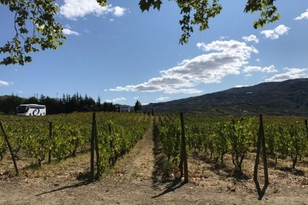 כרם בעמק הדורו - Vineyard in the Douro valley