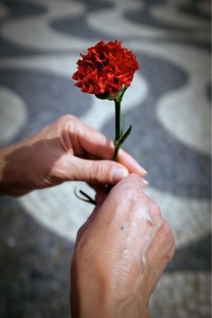 פרח ציפורן - Carnation flower