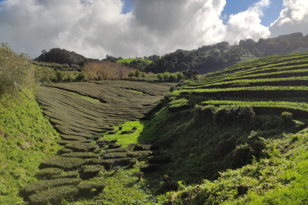 מטעי תה באיים באזורים Tea plantations in Azores Islans